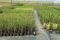 Pennisetum-Viridescens-Doniczka-3L_[203497]_250