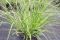 Pennisetum-Viridescens-Doniczka-3L_[203498]_250