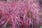 Miskant-chinski-Purple-Fall_[47098]_250