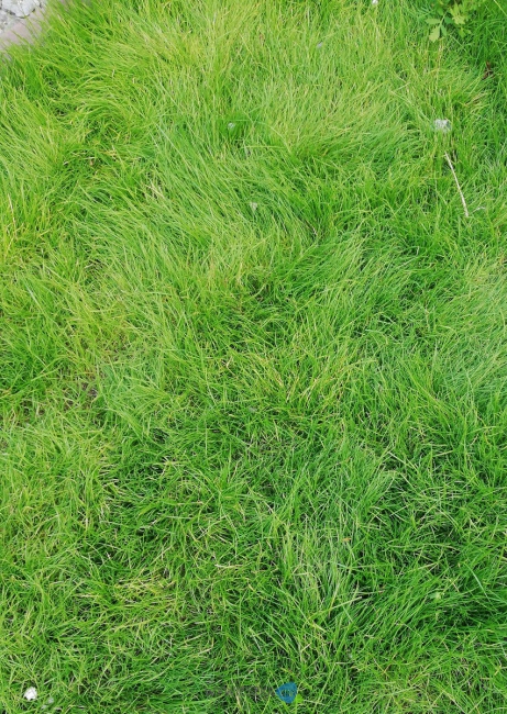 olx_image_2020-07-14_17-39-09~2