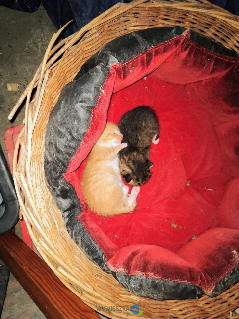 IMG_20200722_204615232