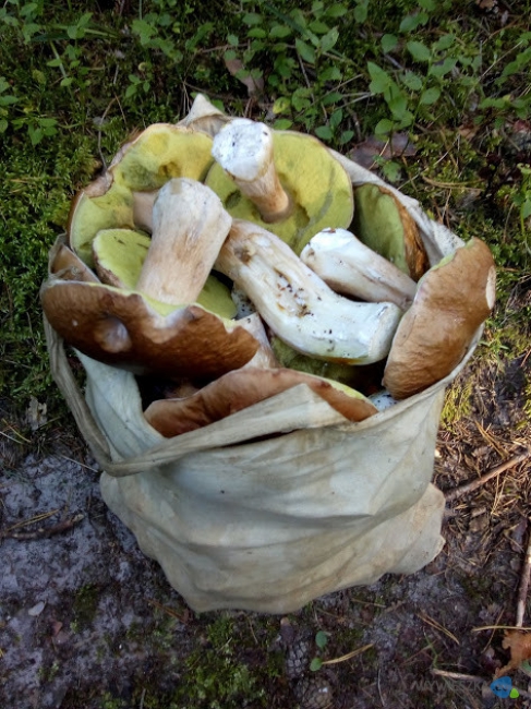 5.Grzyby 2020